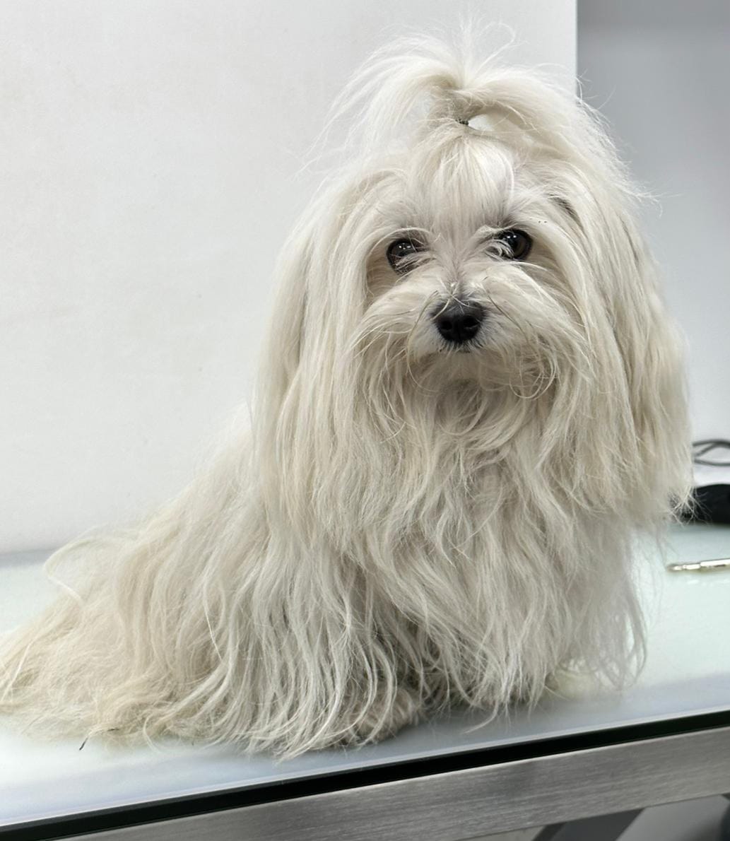 Maltese before grooming - long unkempt coat