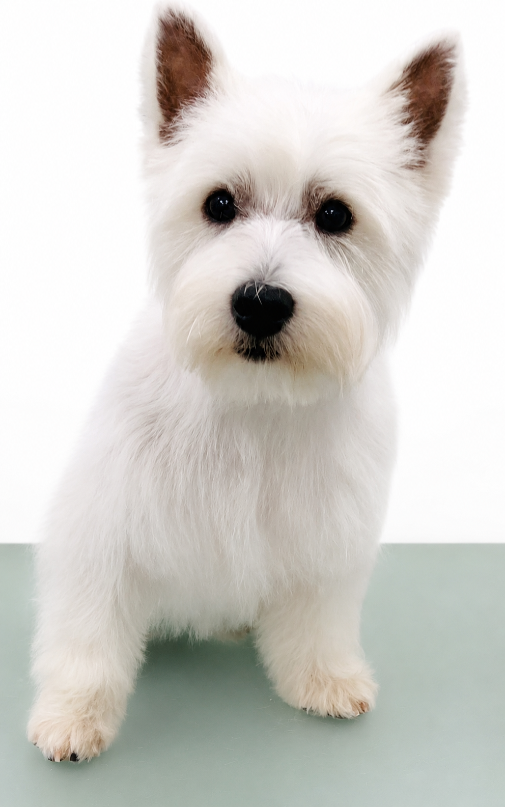 West Highland Terrier after grooming - clean fluffy Westie trim