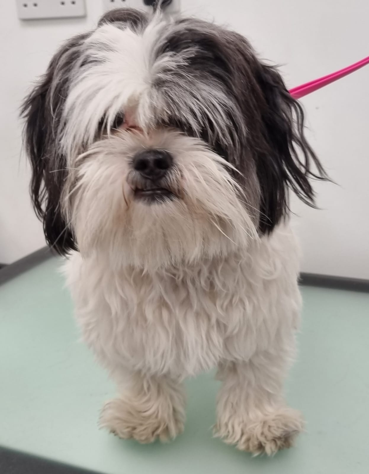 Shih Tzu before grooming - long shaggy black and white coat