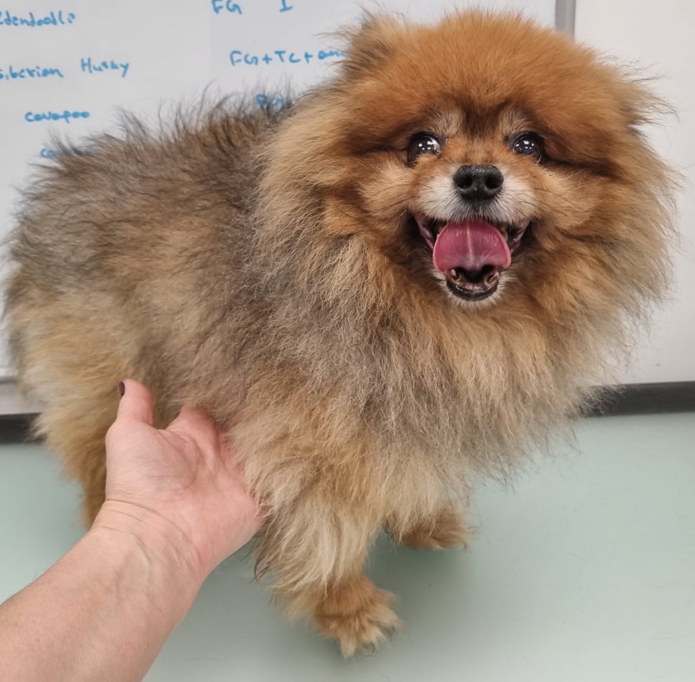 Pomeranian before grooming - long fluffy coat