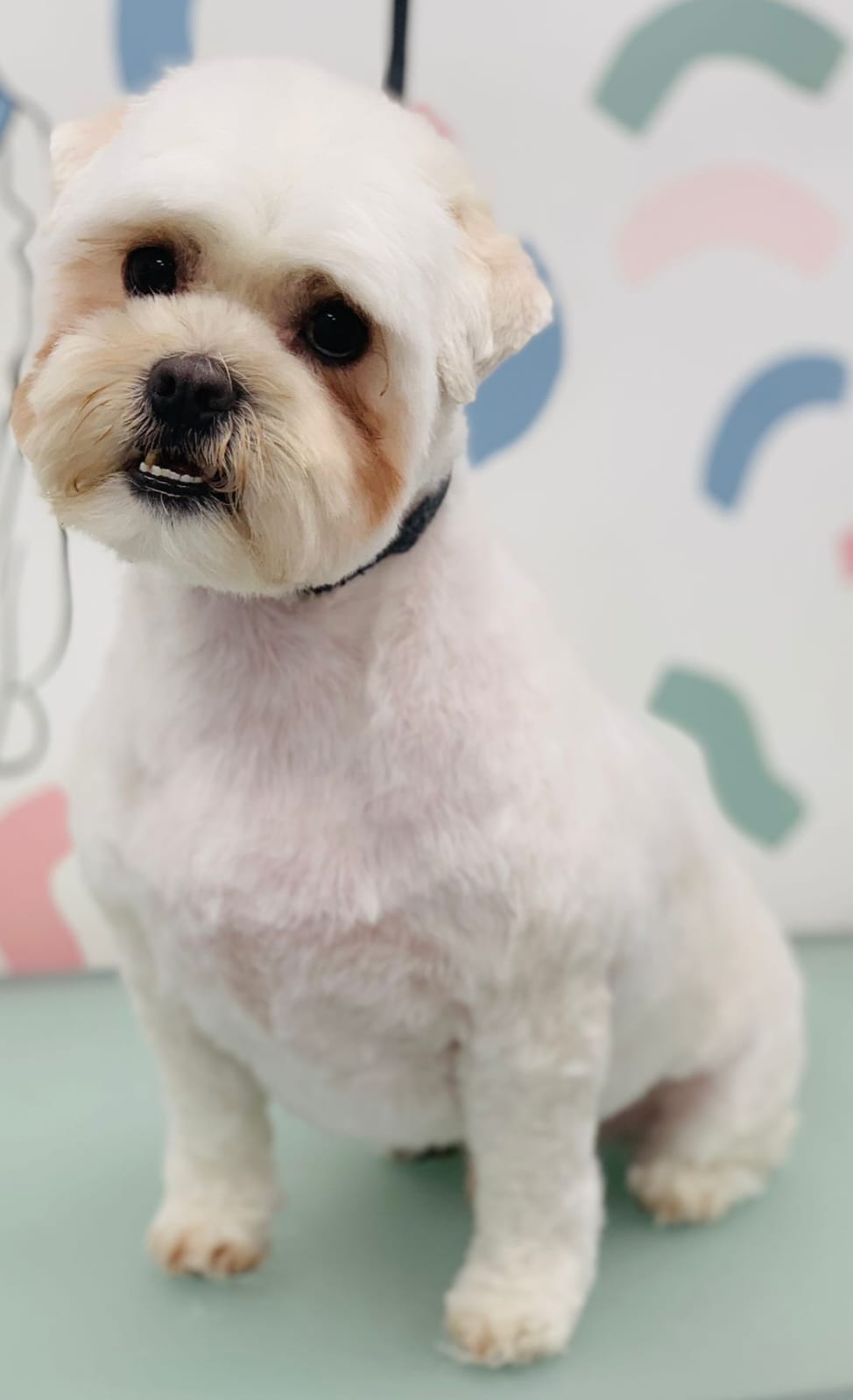 Shih Tzu after grooming - clean short trim