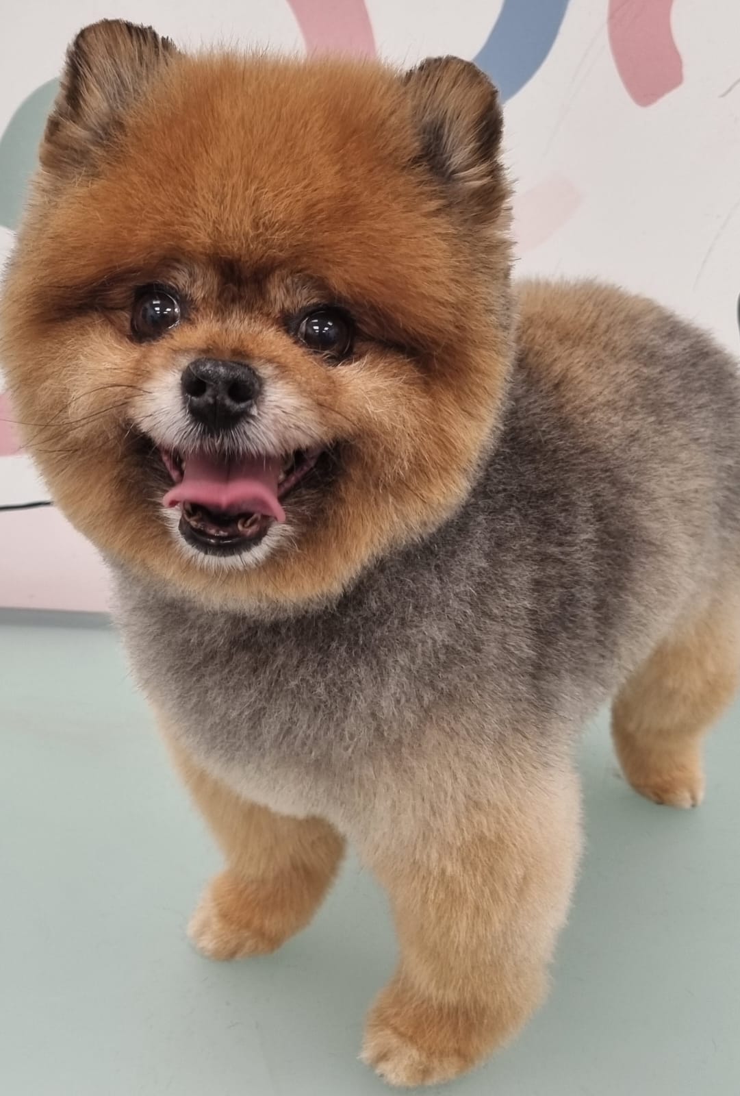 Pomeranian after grooming - tidy teddy bear trim