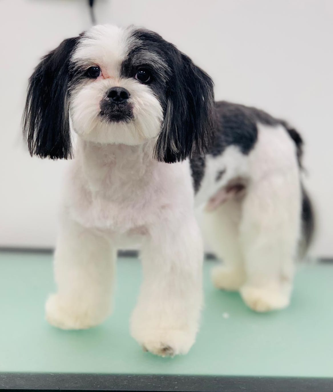 Shih Tzu after grooming - neat short trim with tidy face