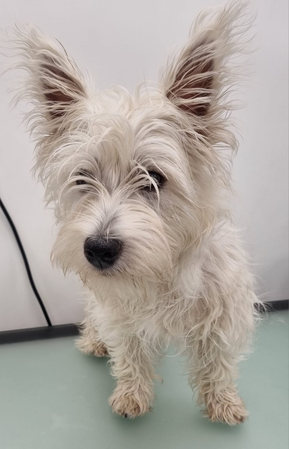 West Highland Terrier before grooming - scruffy unkempt coat