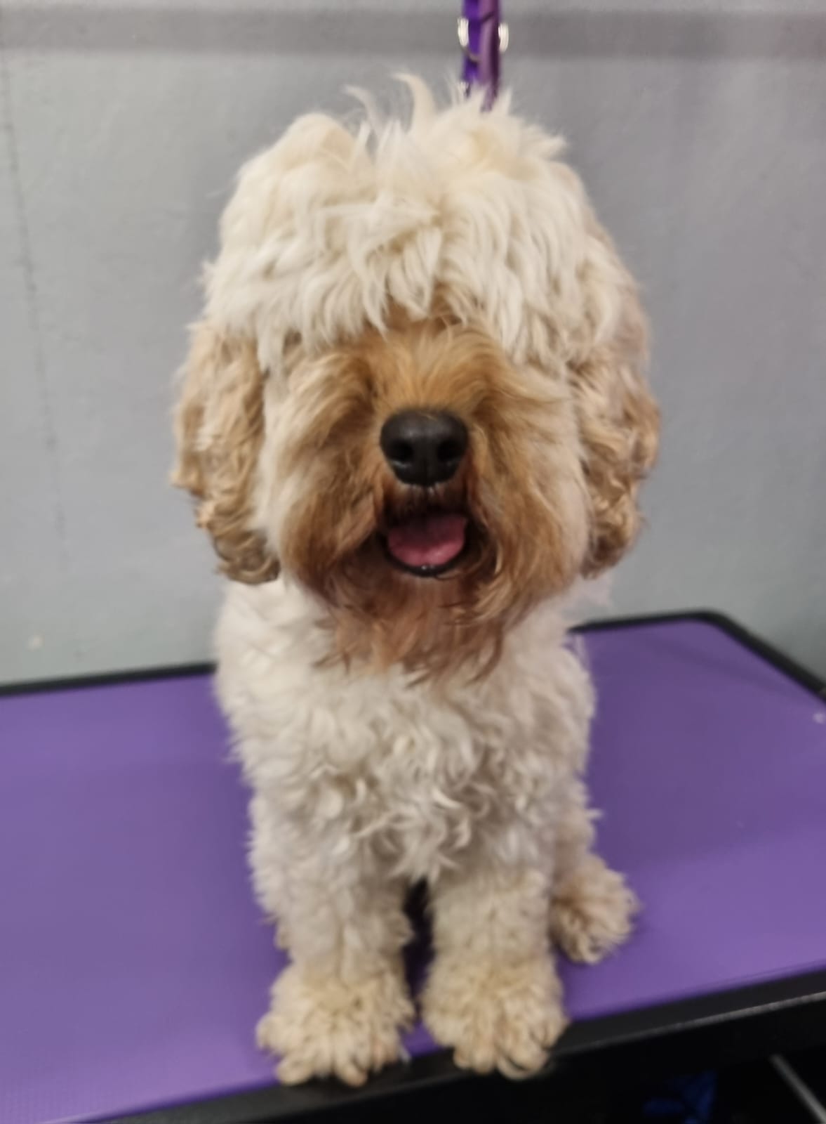Cockapoo before grooming - shaggy overgrown coat