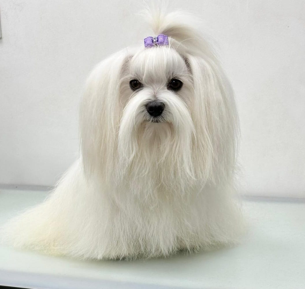 Maltese after grooming - silky styled coat with bow