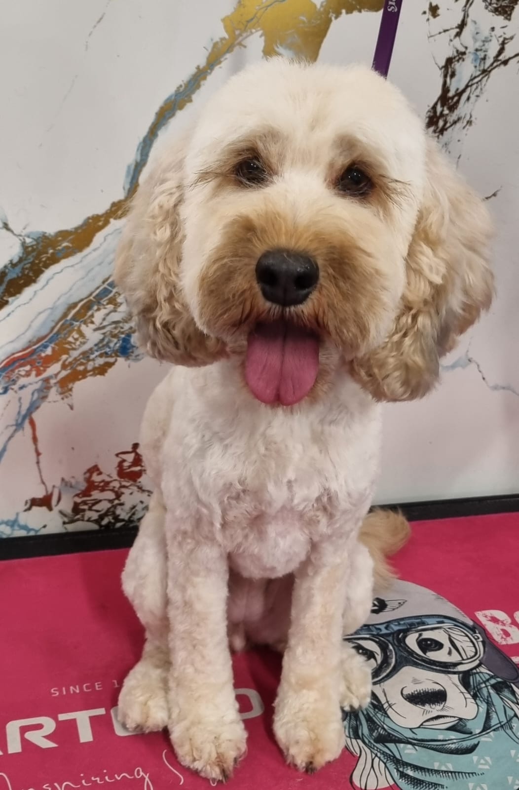 Cockapoo after grooming - neatly trimmed coat