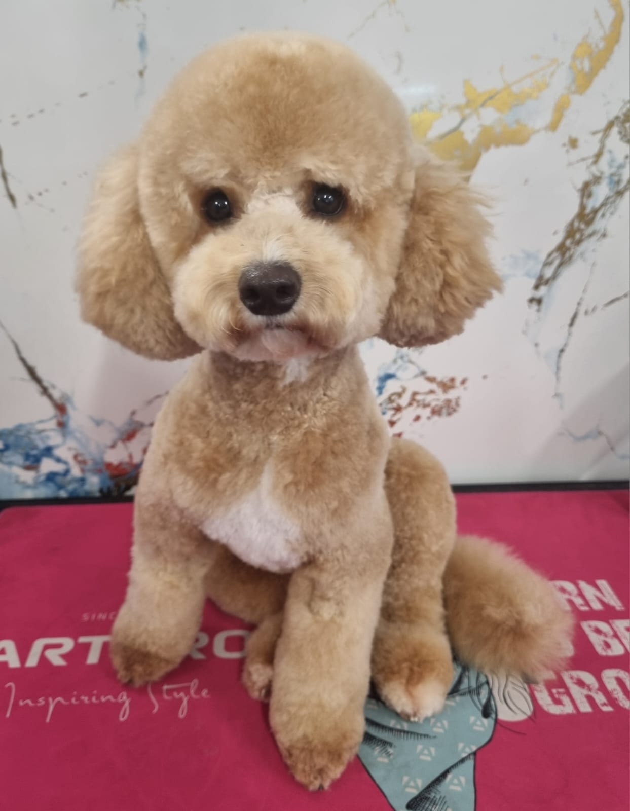 Cockapoo after grooming - neat teddy bear trim