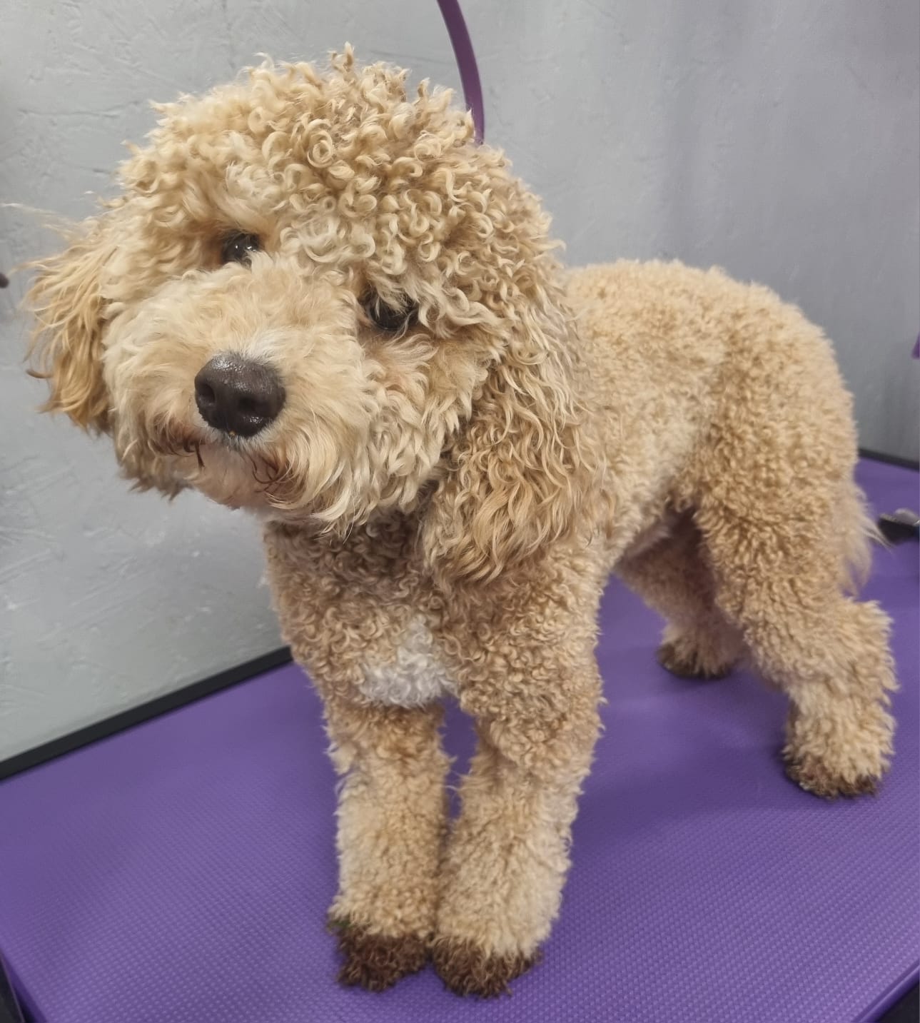 Cockapoo before grooming - overgrown curly coat