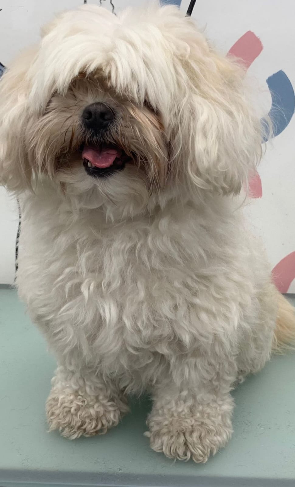 Shih Tzu before grooming - overgrown shaggy coat