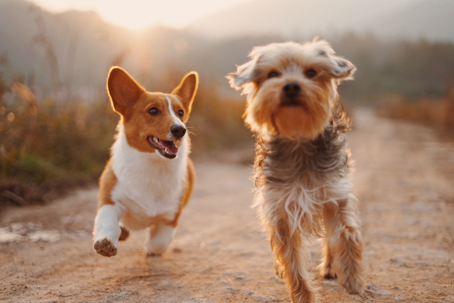 Dog ear cleaning and plucking service