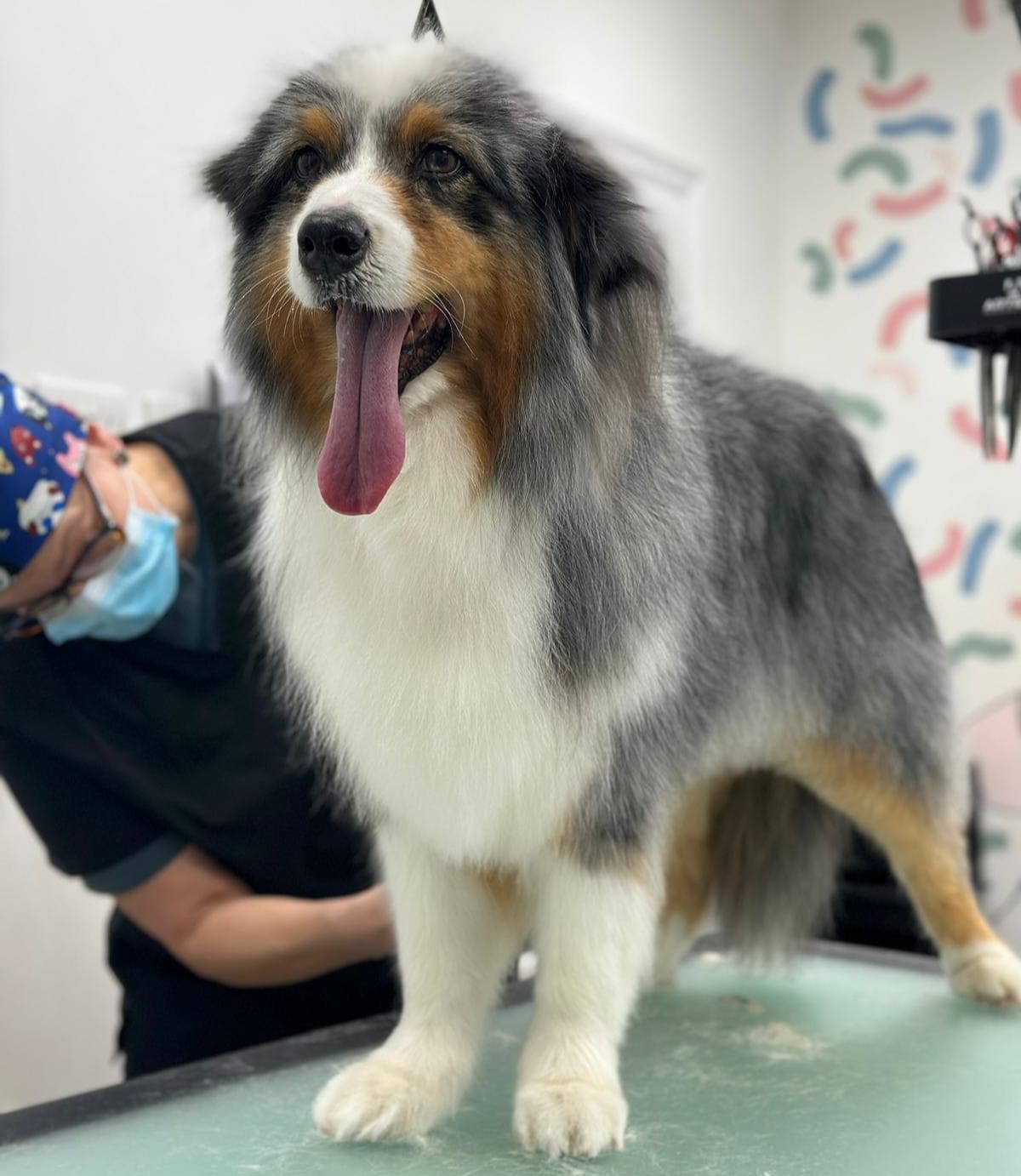 Large dog full groom - Australian Shepherd on grooming table with Ilona in background