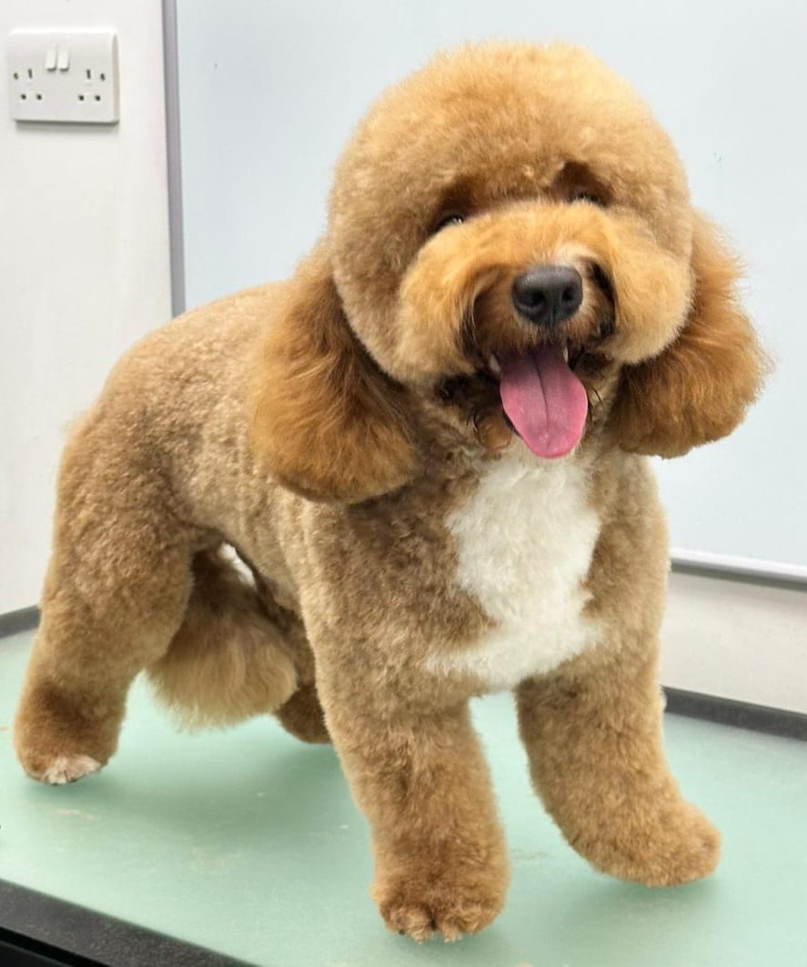 Medium dog full groom - fluffy brown Poodle freshly groomed