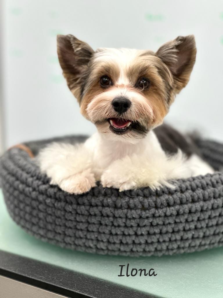 Small dog full groom - Yorkshire Terrier