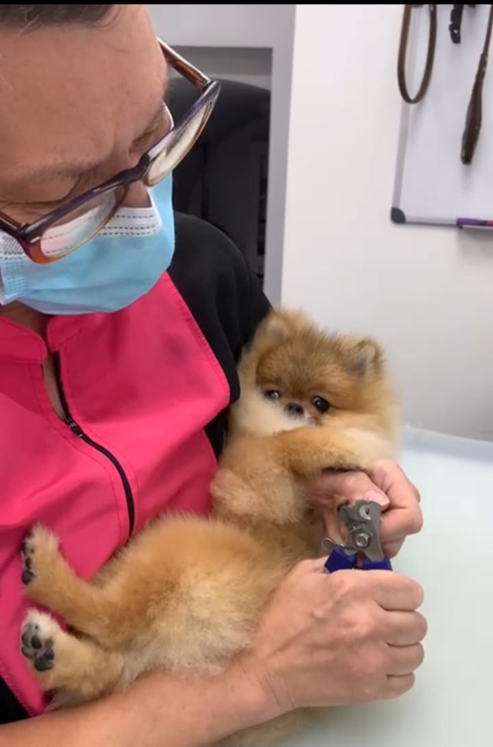 Dog nail clipping service