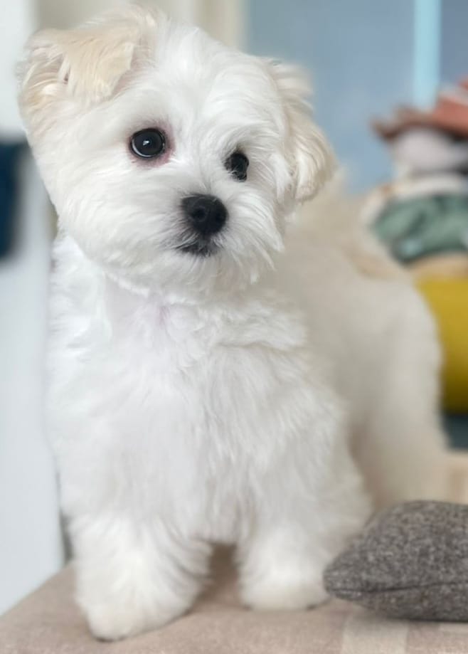 Puppy being gently groomed at Grooming by Ilona in Harpenden