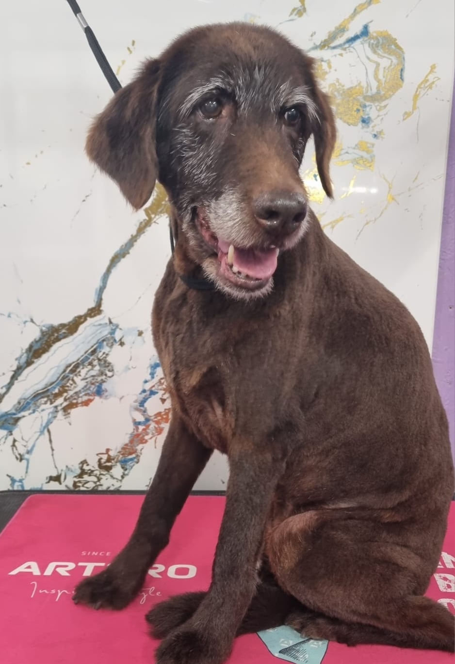 Calm, freshly groomed senior dog after a Senior Comfort Groom appointment