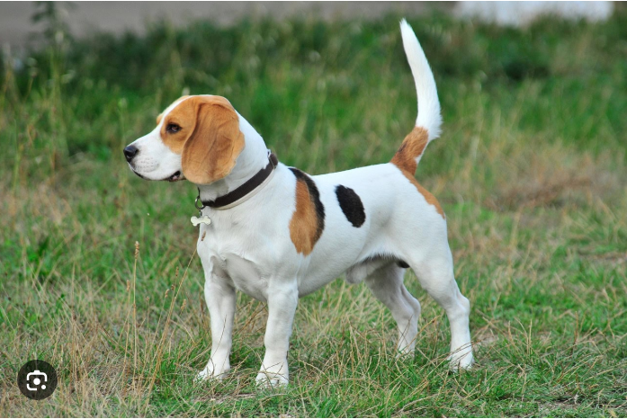 Short coated dog de-shedding