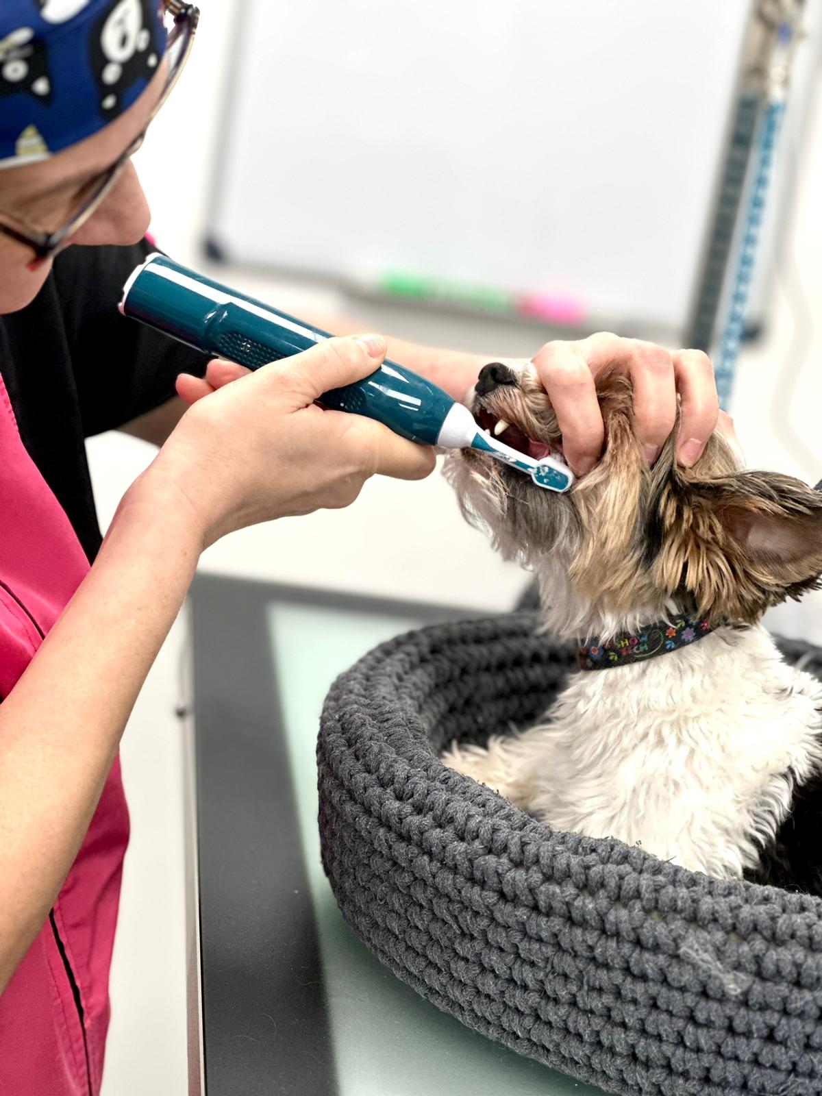 Ultrasonic dog teeth cleaning