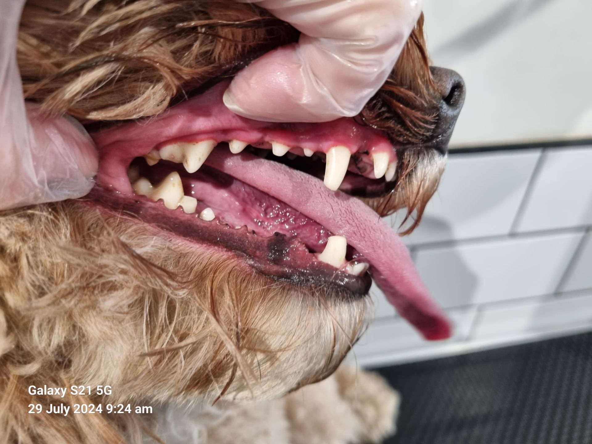 Dog teeth after cleaning - clean and healthy results