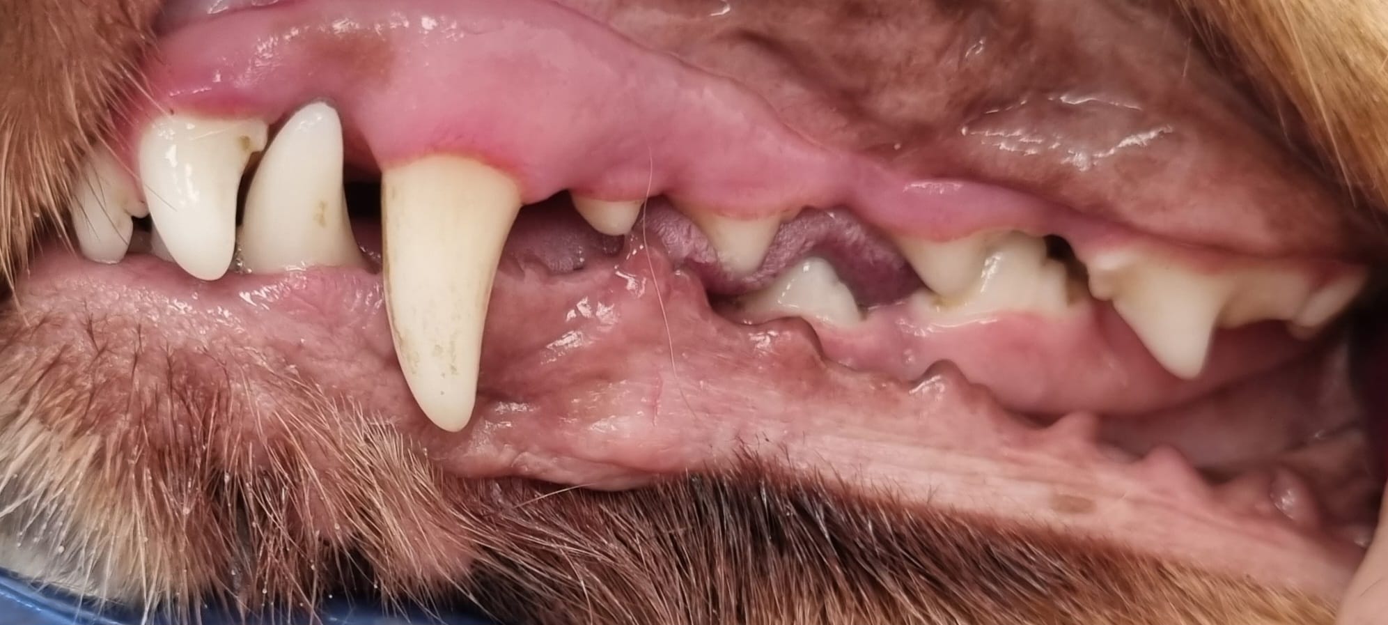 Dog teeth after cleaning - improved dental health