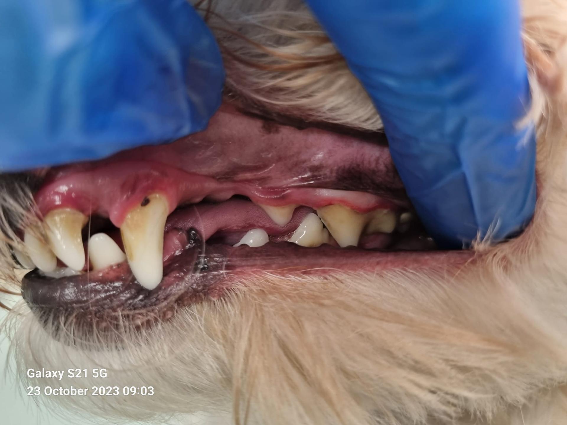 Dog teeth before cleaning - dental examination