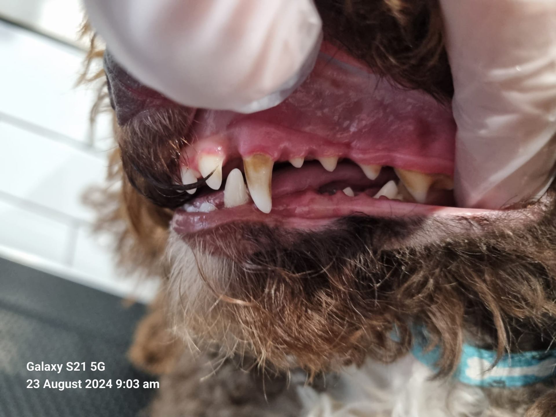 Dog teeth before cleaning - additional case