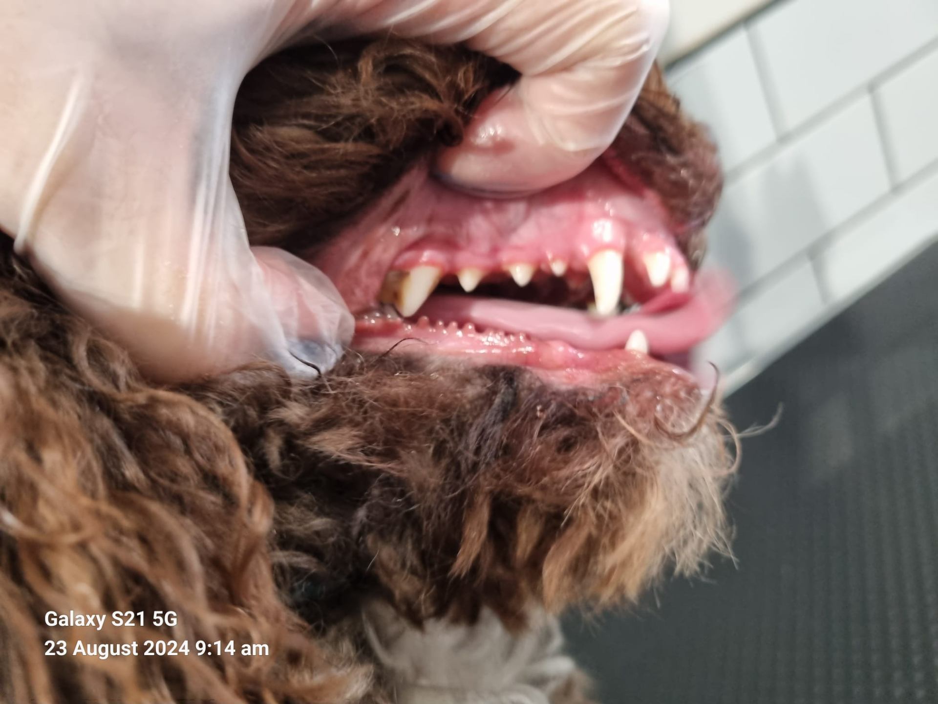 Dog teeth after cleaning - healthy transformation