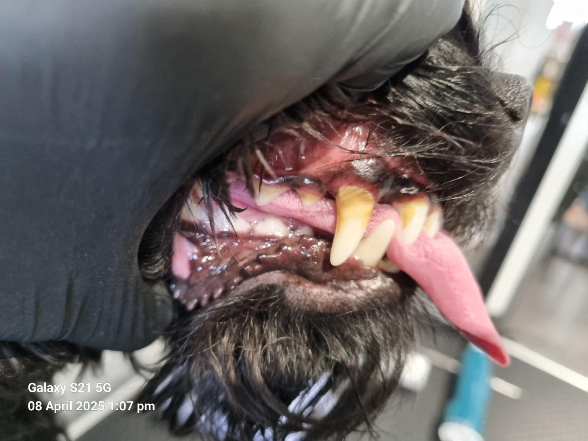 Dog teeth before cleaning - recent examination