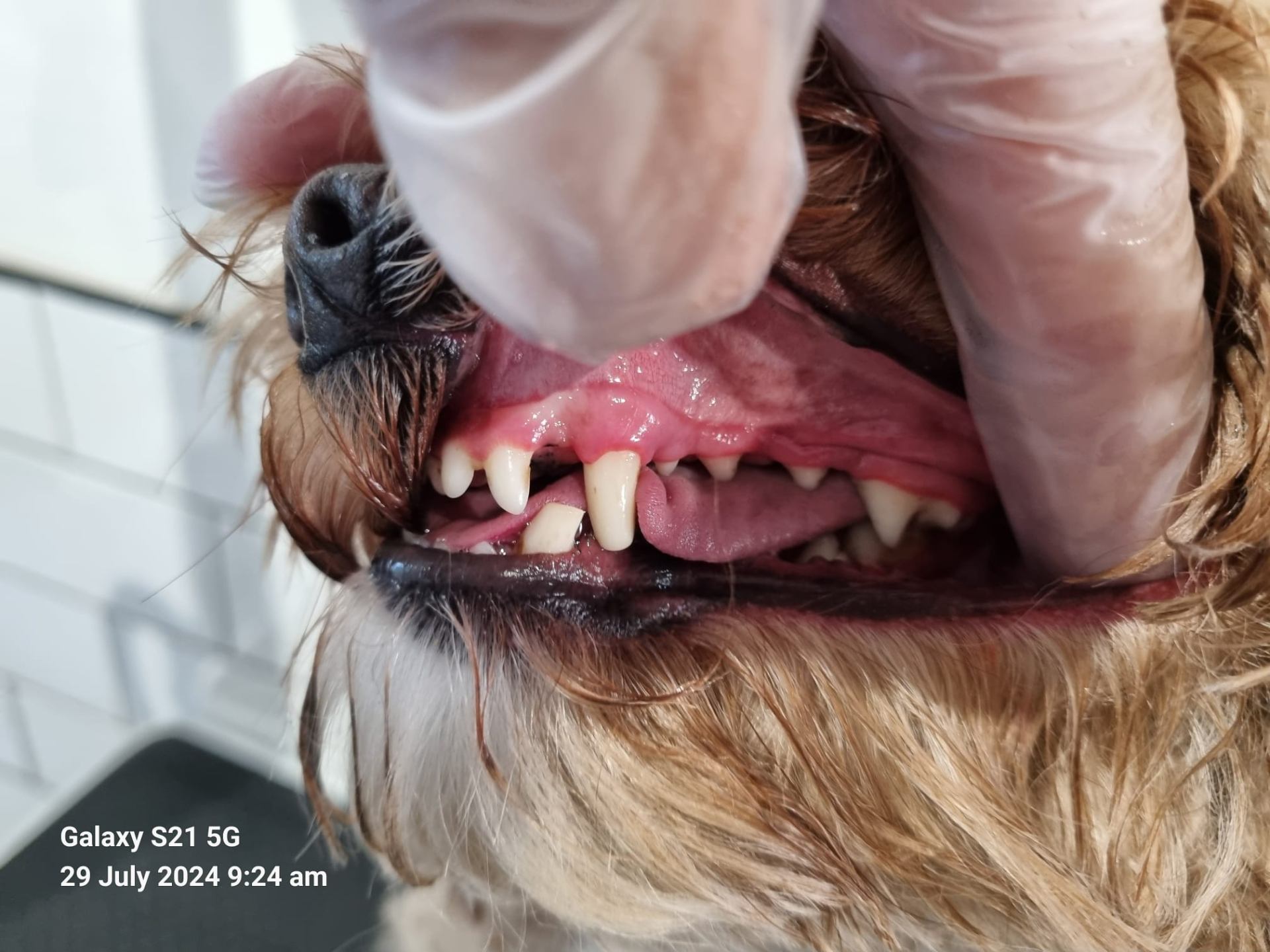 Dog teeth after cleaning - excellent results