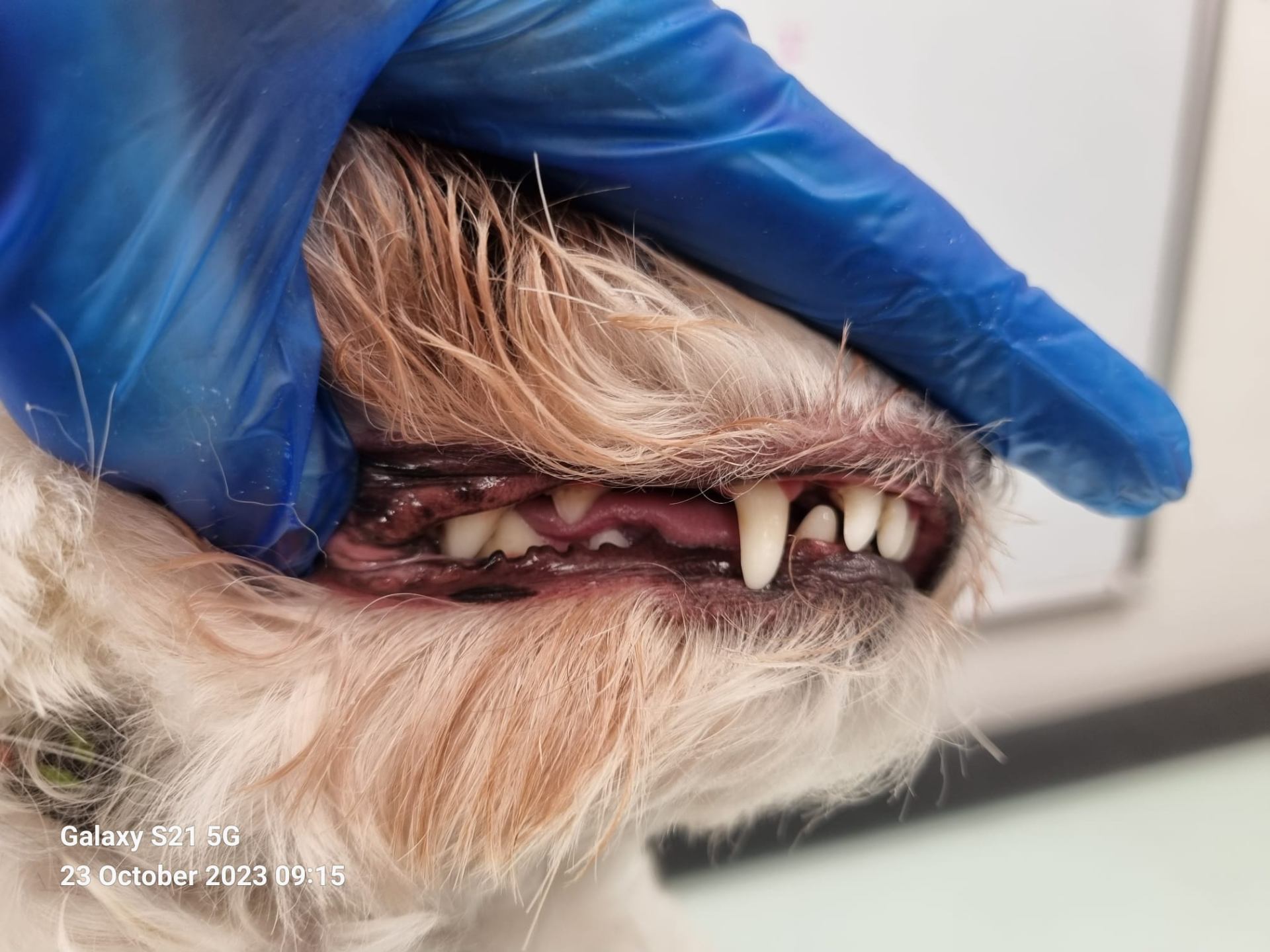 Dog teeth after cleaning - healthy dental condition