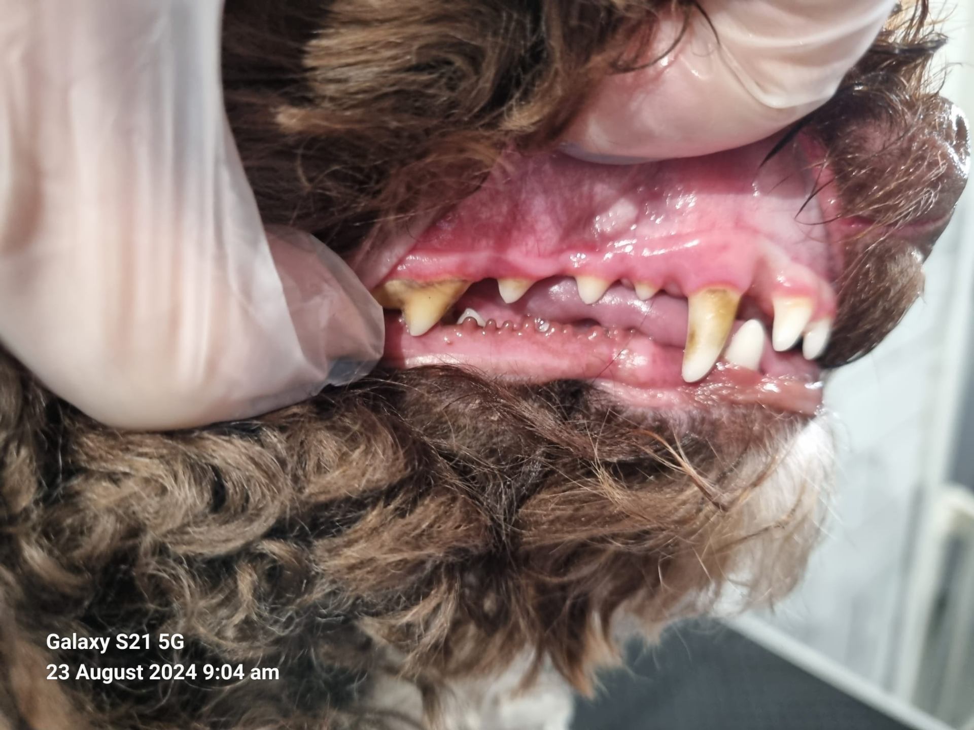 Dog teeth before cleaning - another view