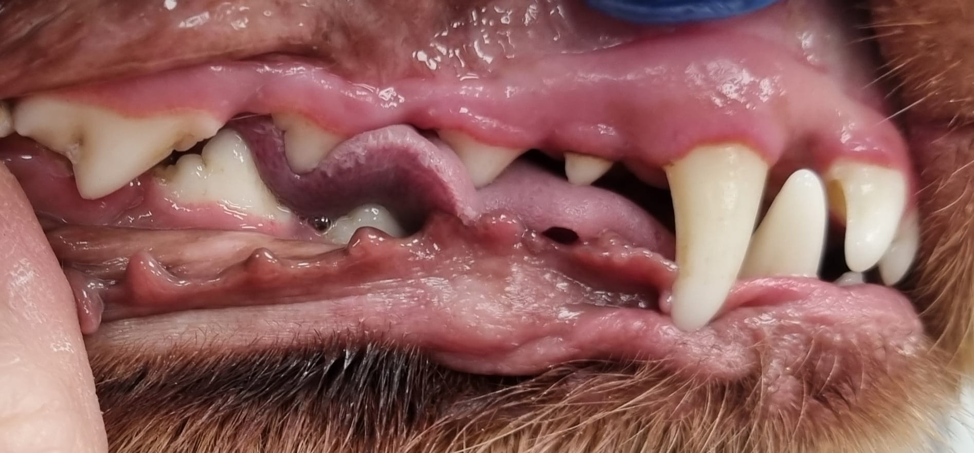 Dog teeth after cleaning - clean and healthy