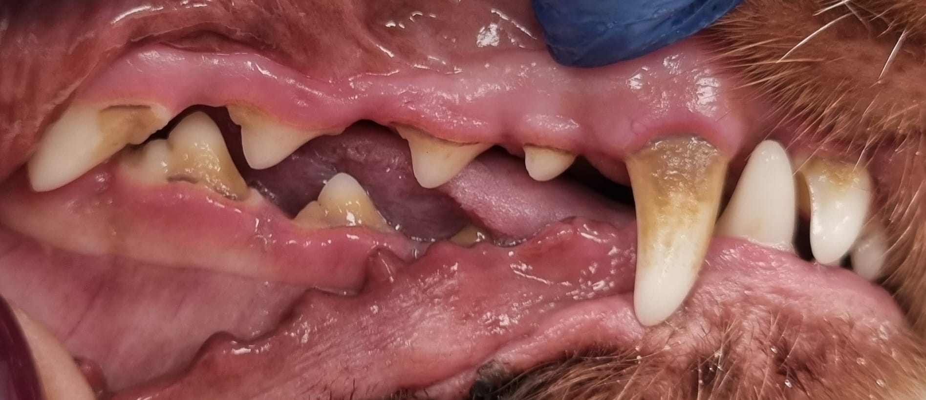 Dog teeth before cleaning - showing tartar buildup