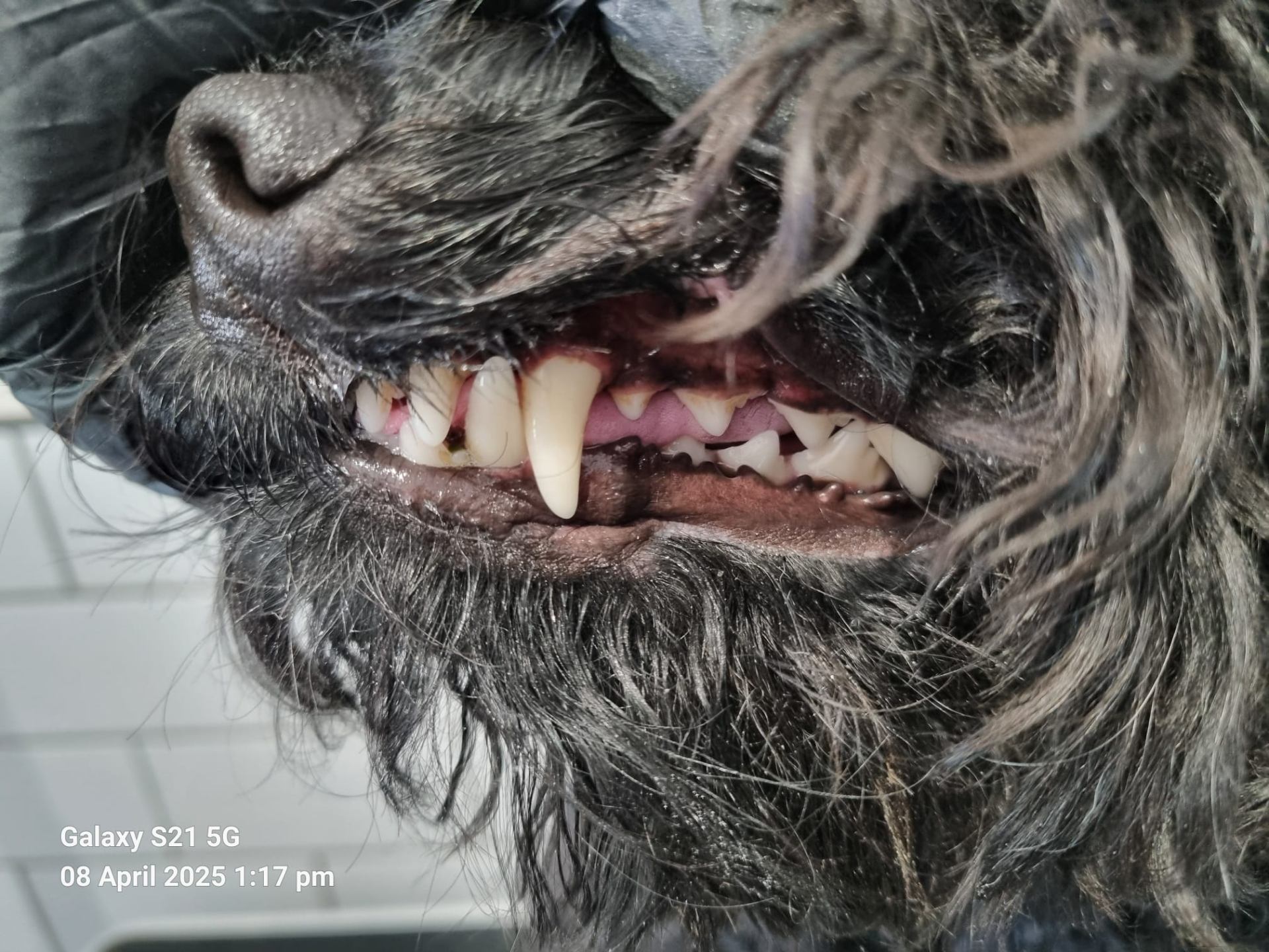Dog teeth after cleaning - latest successful treatment