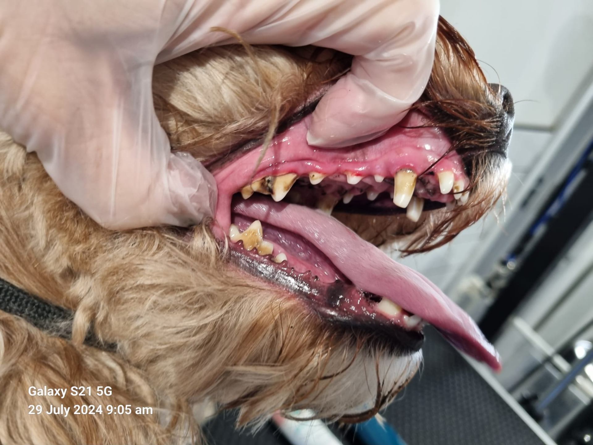 Dog teeth before cleaning - tartar and plaque buildup