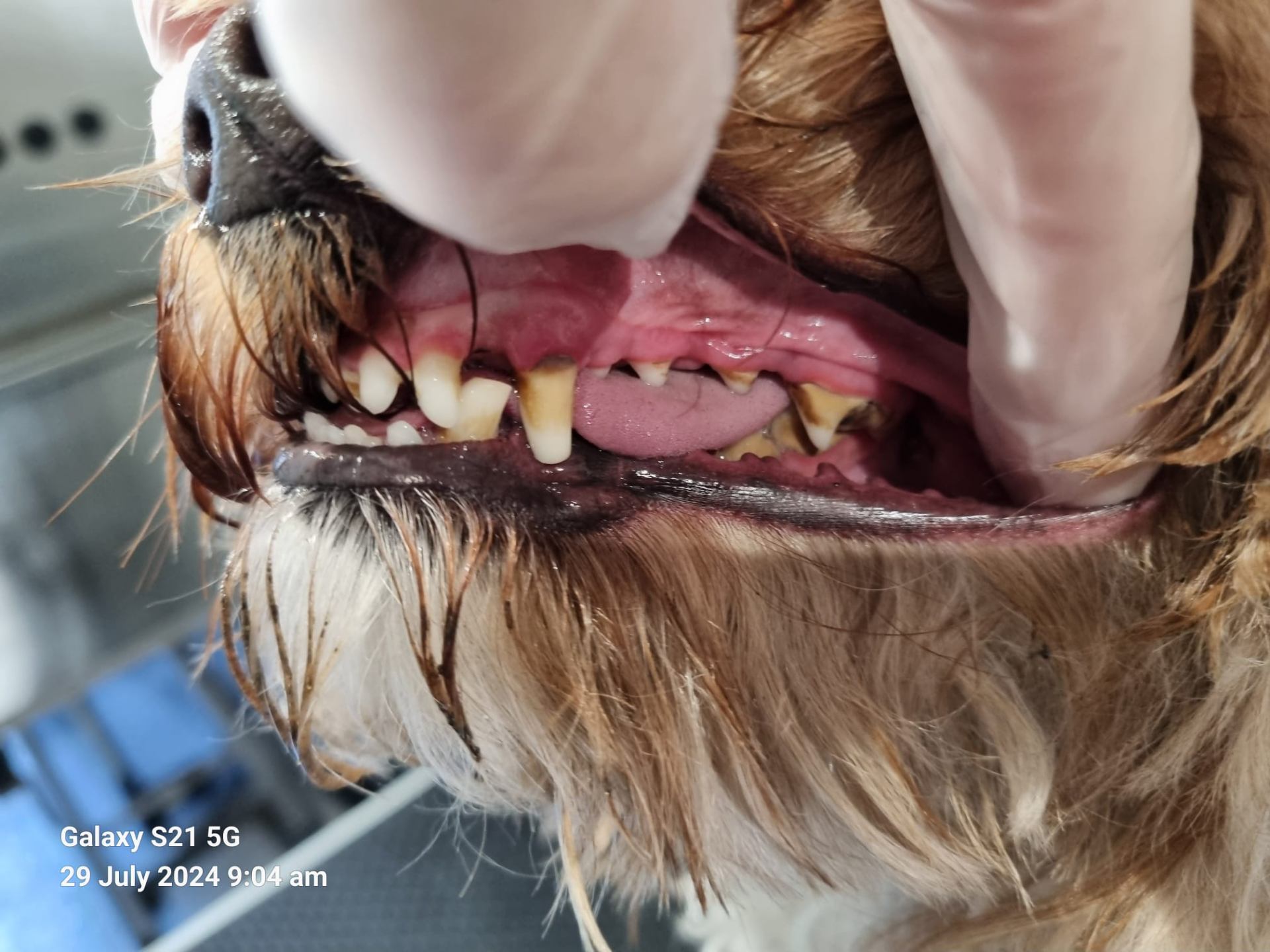 Dog teeth before cleaning - severe dental issues