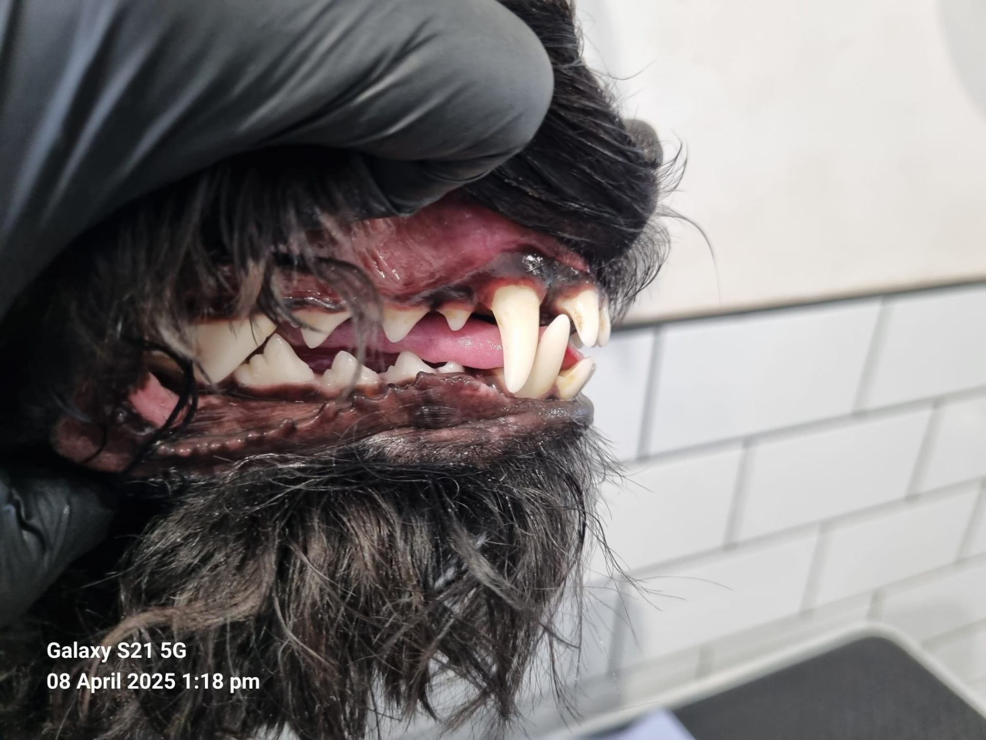 Dog teeth after cleaning - recent excellent results