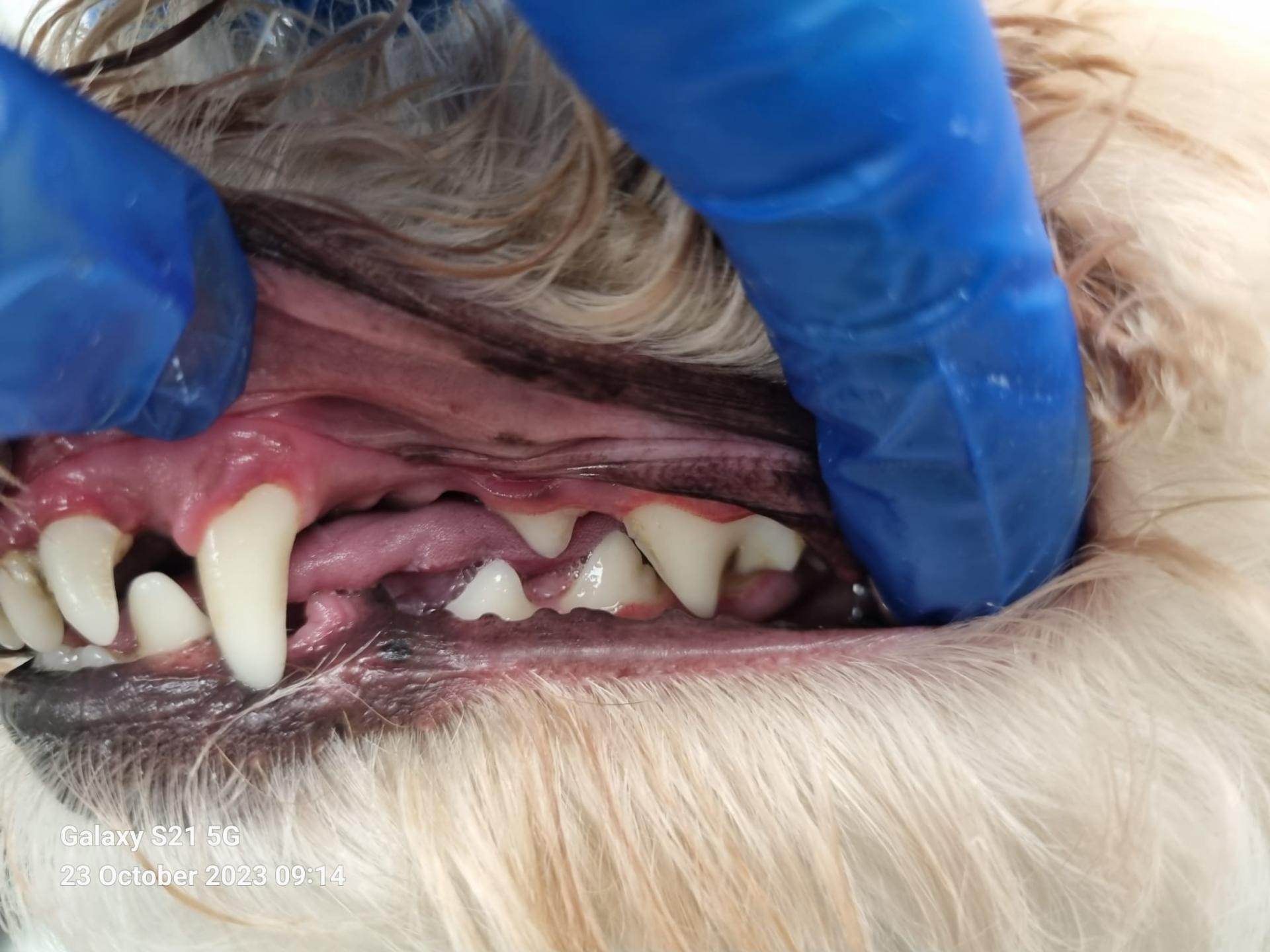 Dog teeth after cleaning - professional results