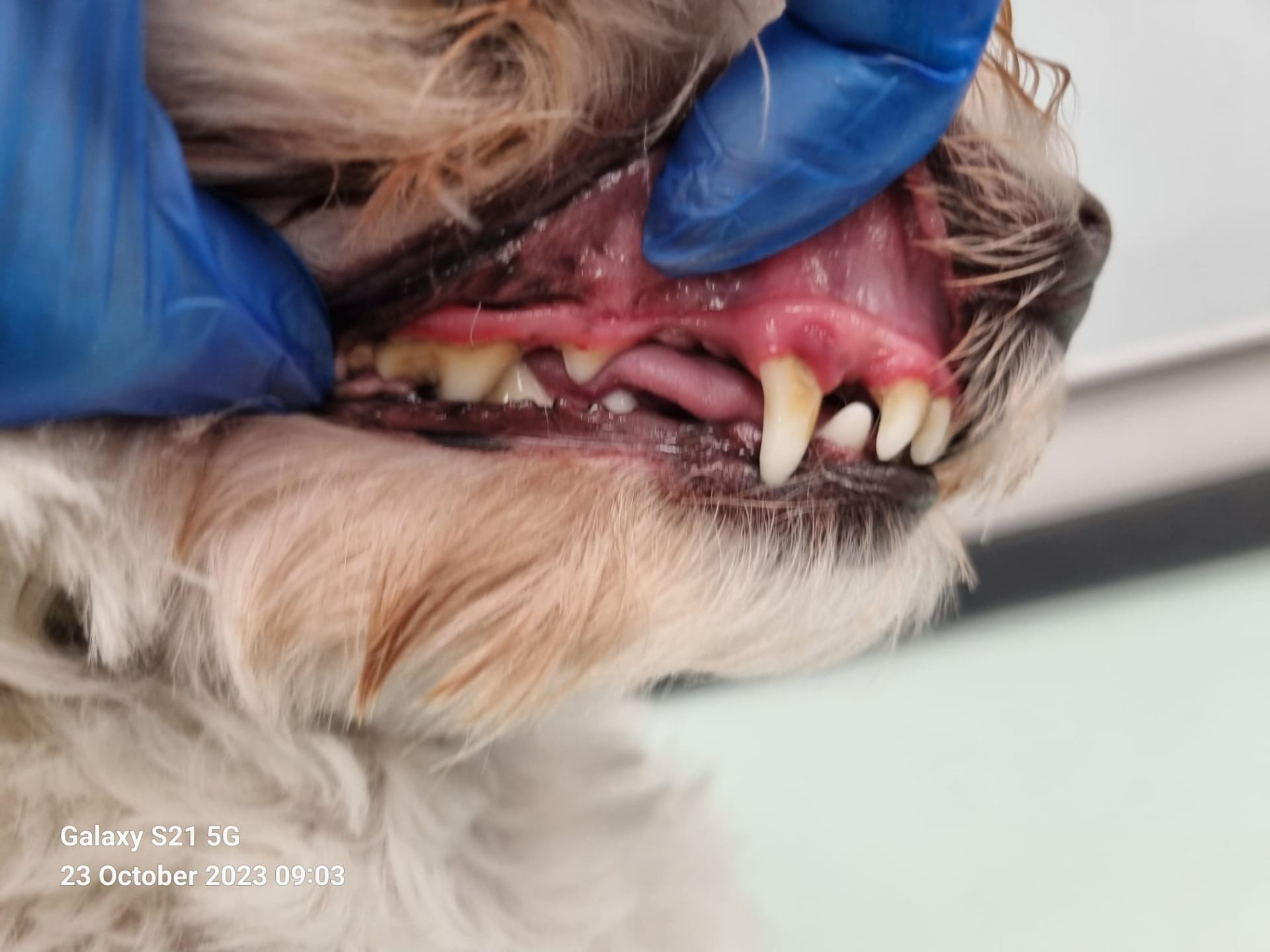 Dog teeth before cleaning - showing dental issues