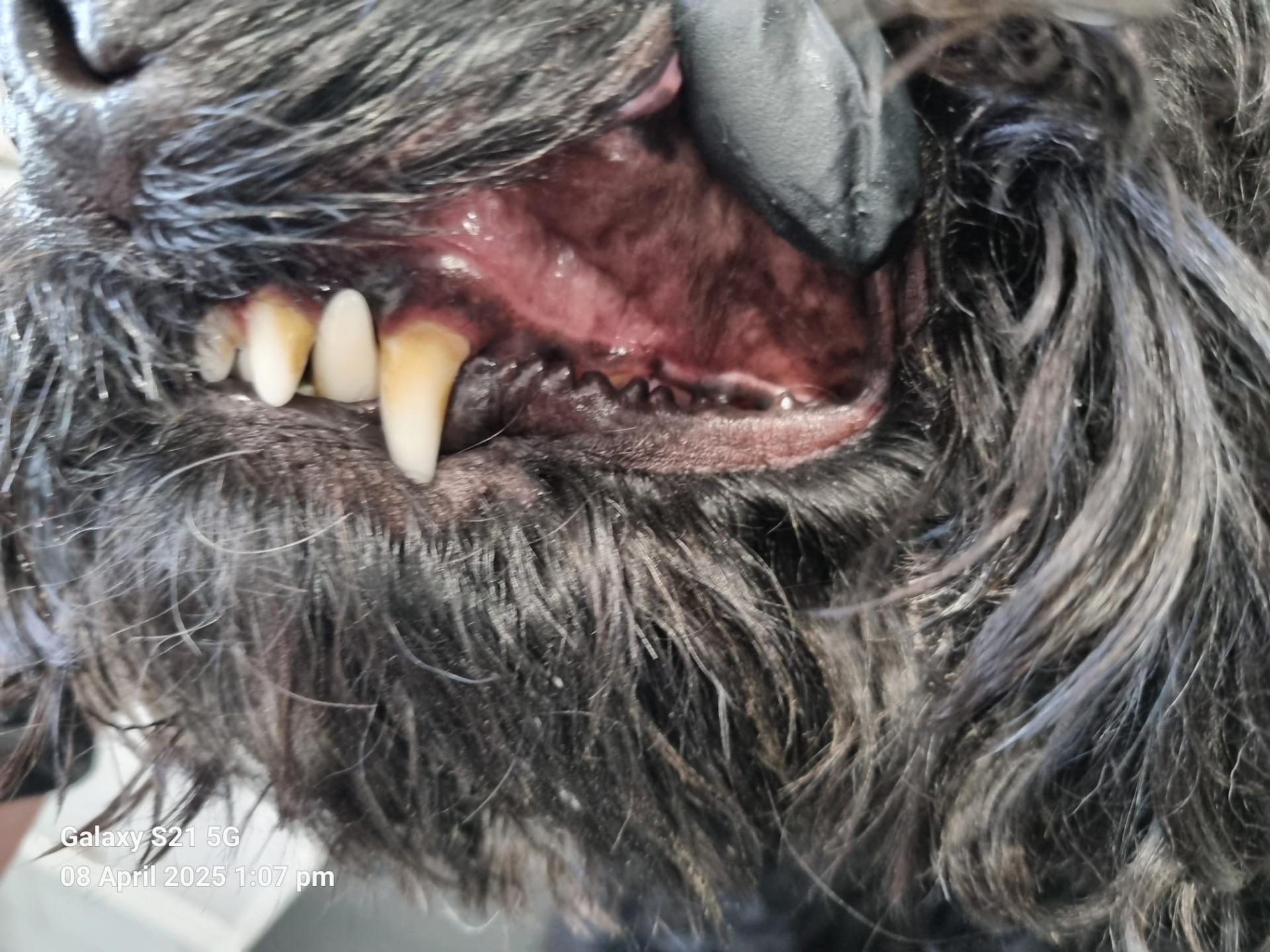 Dog teeth before cleaning - latest case