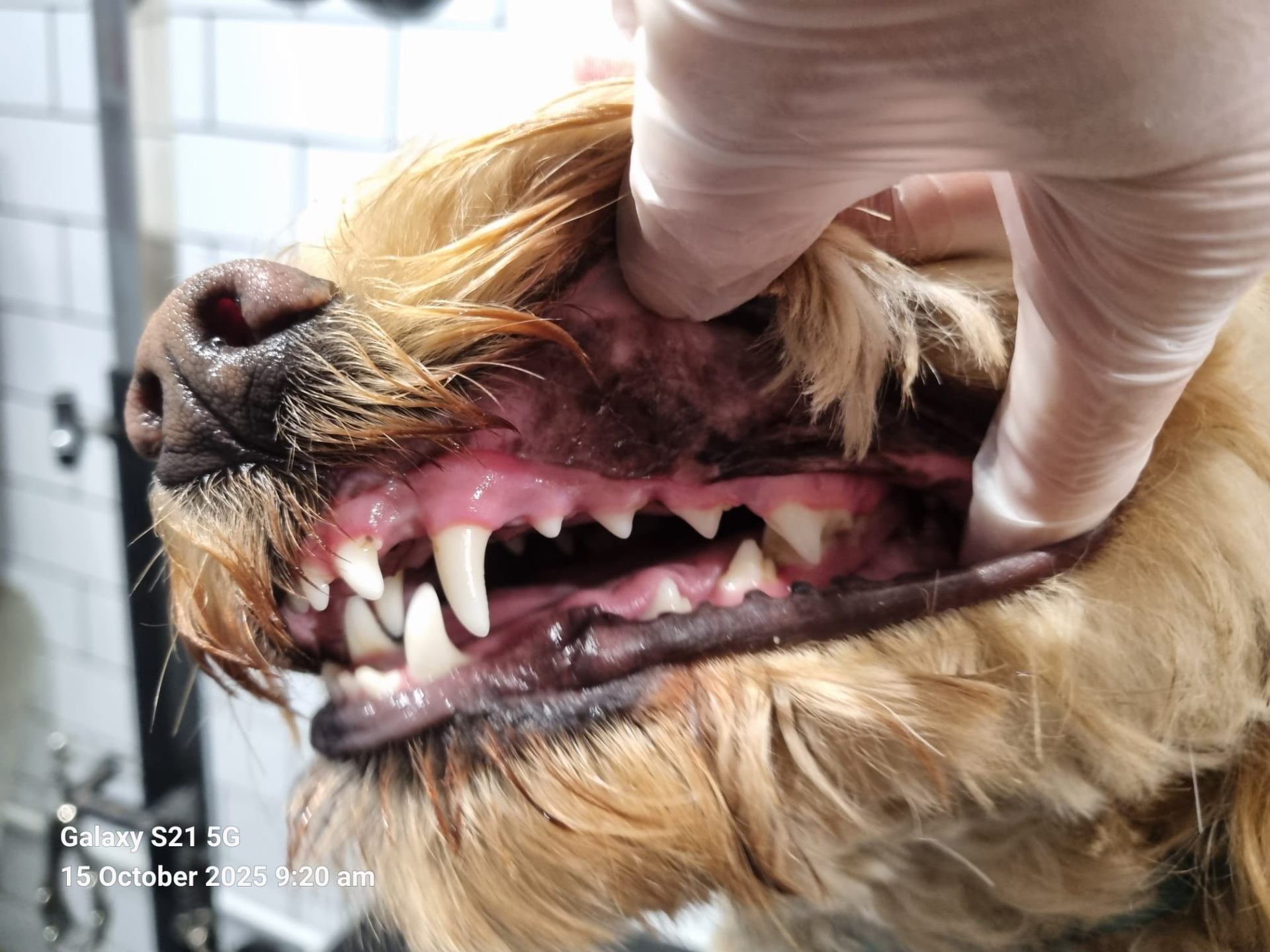 Dog teeth after Emmi-Pet treatment - showing cleaner teeth