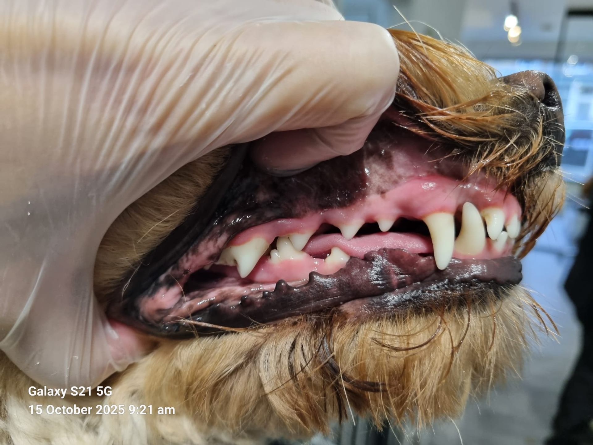 Dog teeth after treatment - healthier gums and cleaner teeth