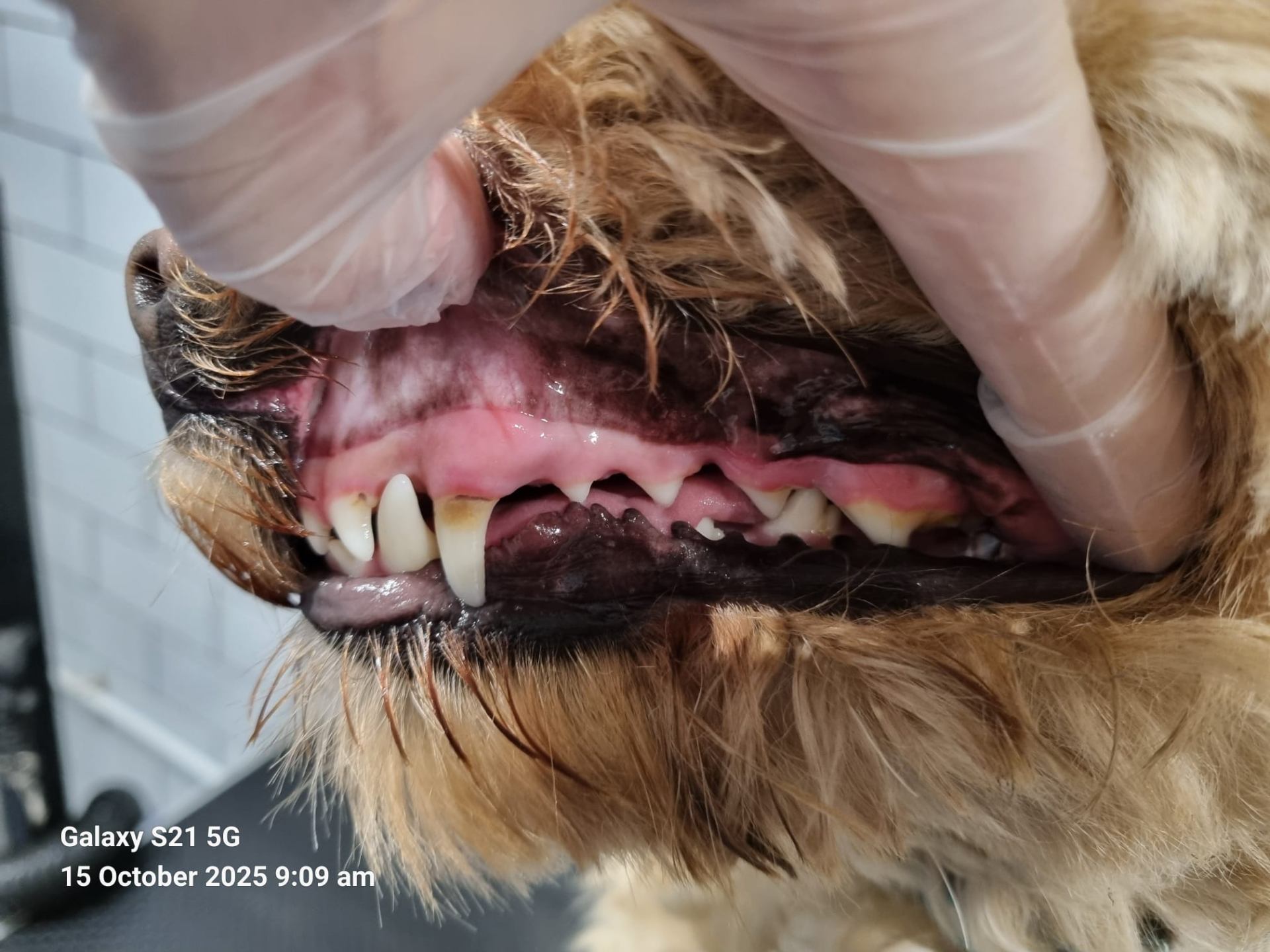 Dog teeth before Emmi-Pet treatment - showing tartar buildup