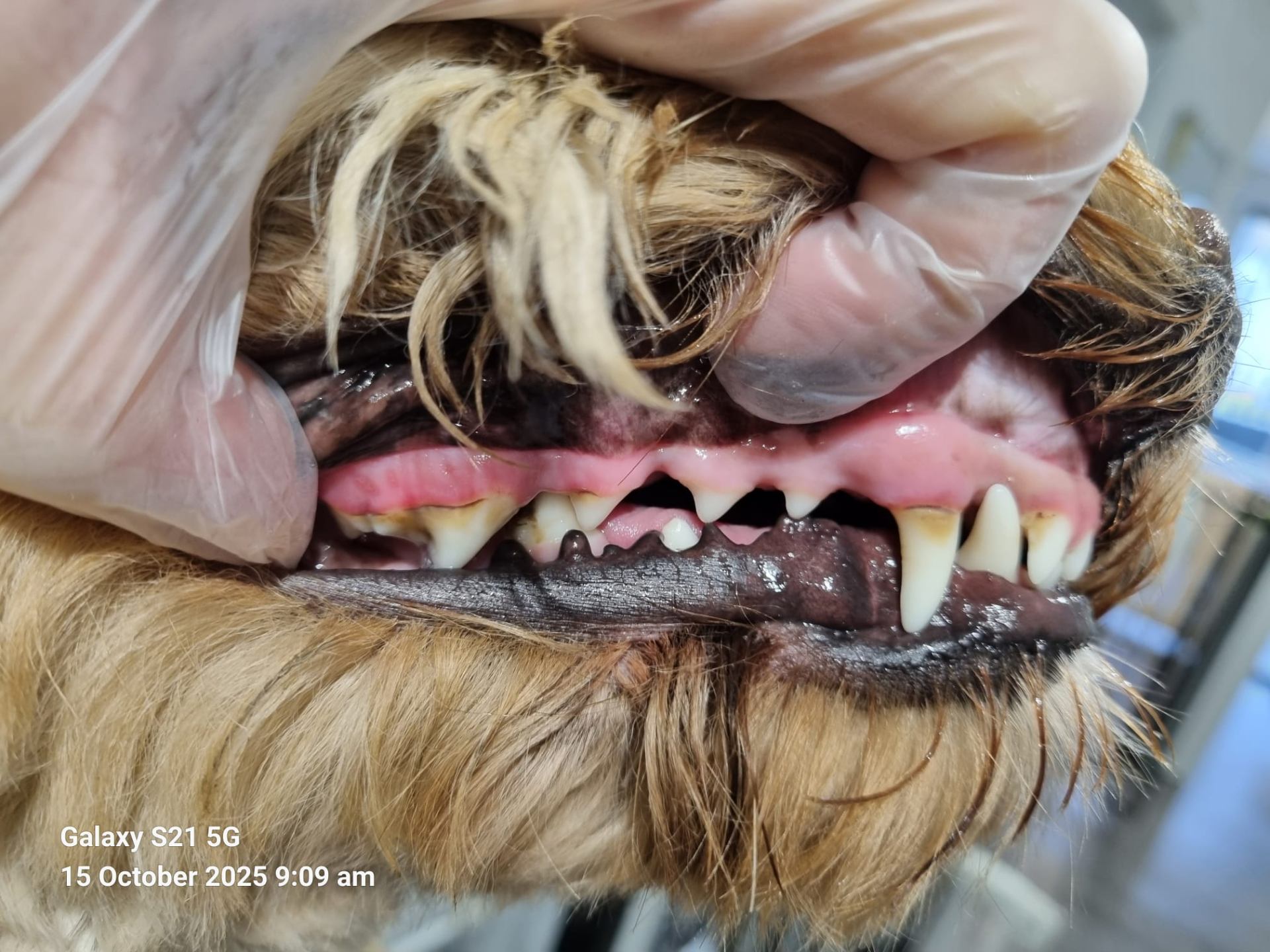 Dog teeth before treatment - another angle showing plaque