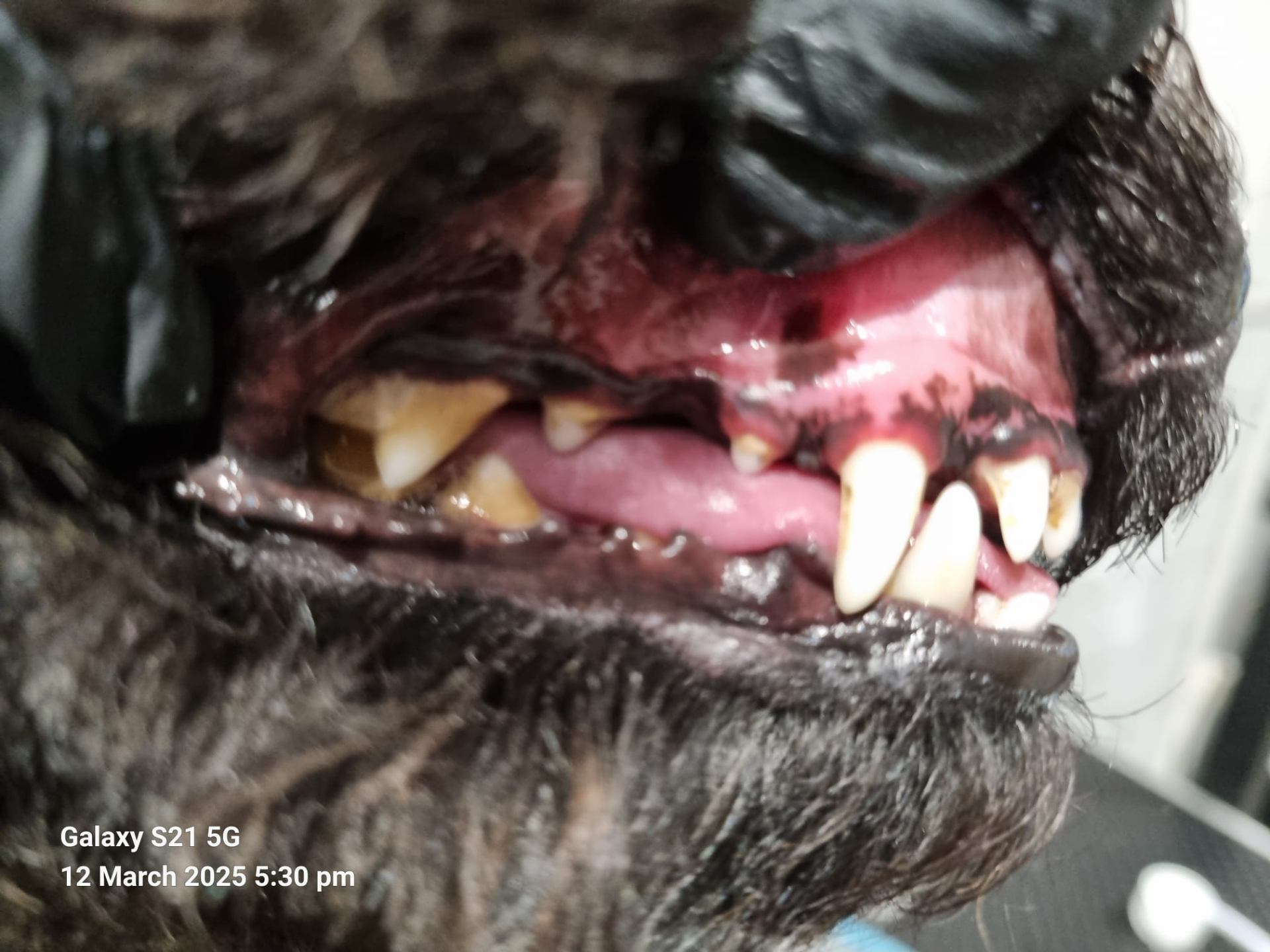 First Emmi-Pet Treatment - comparison 1