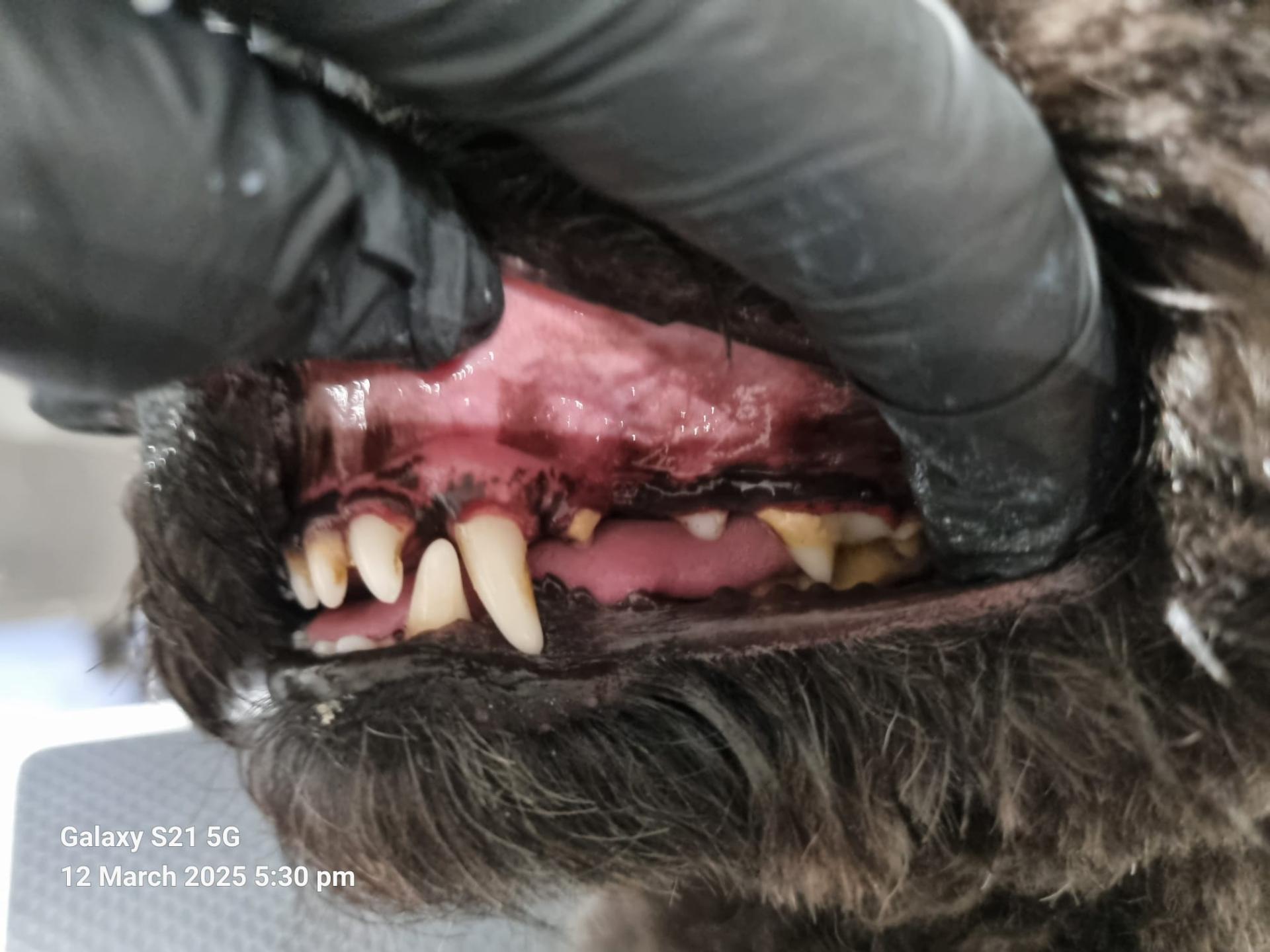 First Emmi-Pet Treatment - comparison 2
