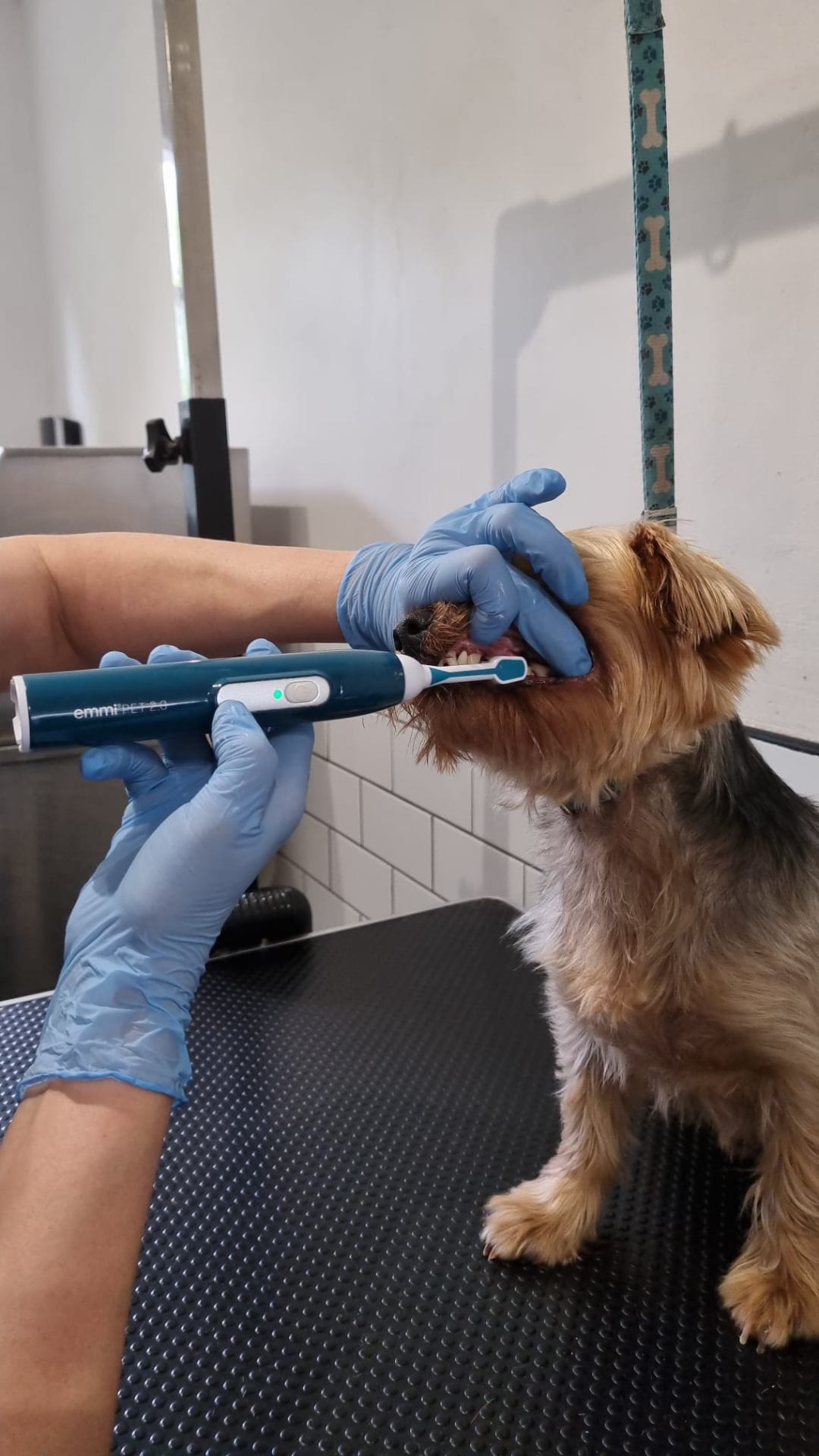Anaesthesia-Free Dental Cleaning: Safe for All Dogs
