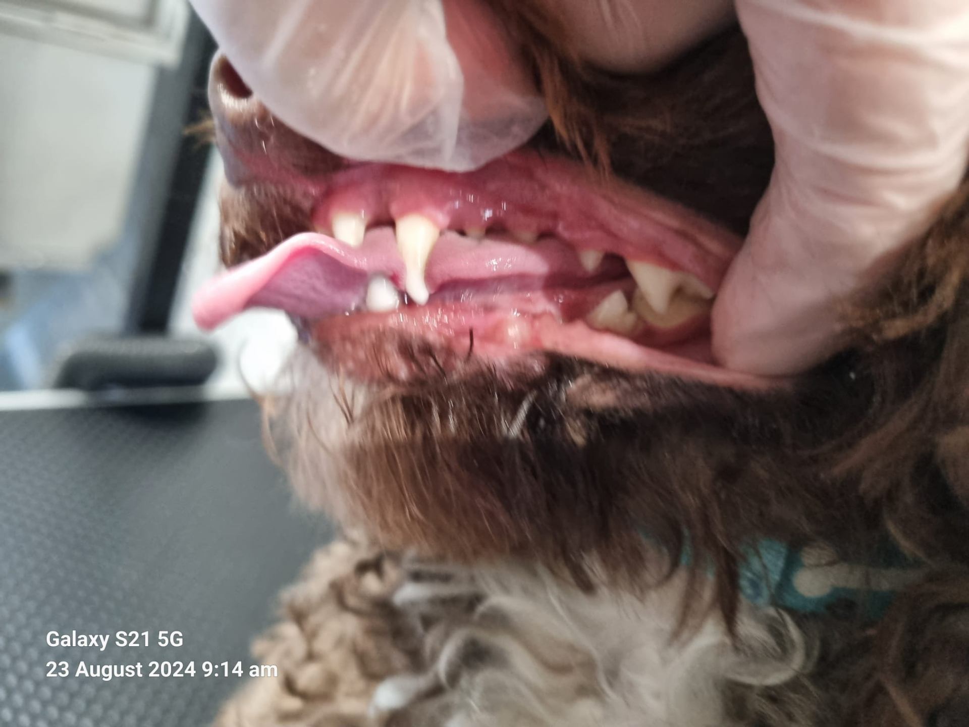 Dog teeth after cleaning - improved condition