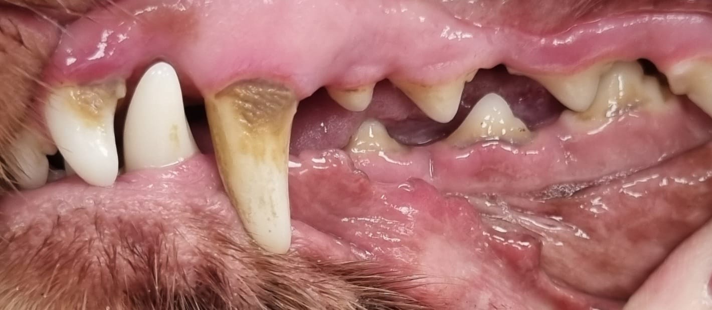 Dog teeth before cleaning - side view